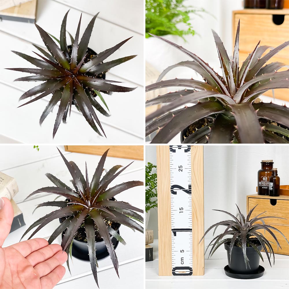 PLANCHU 観葉植物 ディッキア バーガンディアイス 3.5号鉢 受け皿付き 育て方説明書付き Dyckia ‘Burgundy Ice’ グラウンドブロメリア