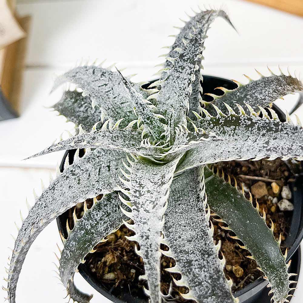 PLANCHU 観葉植物 ディッキア グランマルニエホワイトフォリッジ 3.5号鉢 受け皿付き 育て方説明書付き Dyckia ‘Gran Marnier White Foliage’ グラウンドブロメリア