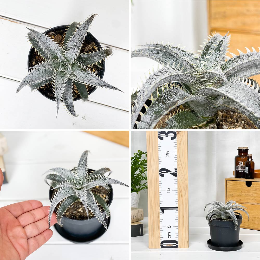 PLANCHU 観葉植物 ディッキア グランマルニエホワイトフォリッジ 3.5号鉢 受け皿付き 育て方説明書付き Dyckia ‘Gran Marnier White Foliage’ グラウンドブロメリア