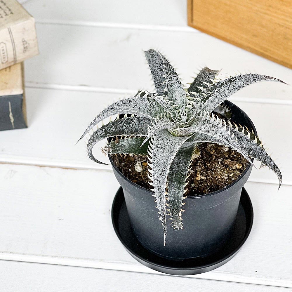 PLANCHU 観葉植物 ディッキア グランマルニエホワイトフォリッジ 3.5号鉢 受け皿付き 育て方説明書付き Dyckia ‘Gran Marnier White Foliage’ グラウンドブロメリア