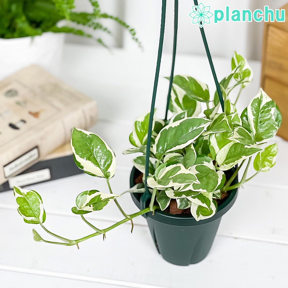 PLANCHU 観葉植物 ポトス エンジョイ 4号吊り鉢 育て方説明書付き PVP Epipremnum aureum ‘N'Joy’ エピプレムナム アロイド