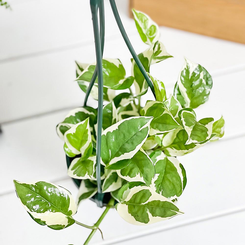 PLANCHU 観葉植物 ポトス エンジョイ 4号吊り鉢 育て方説明書付き PVP Epipremnum aureum ‘N'Joy’ エピプレムナム アロイド