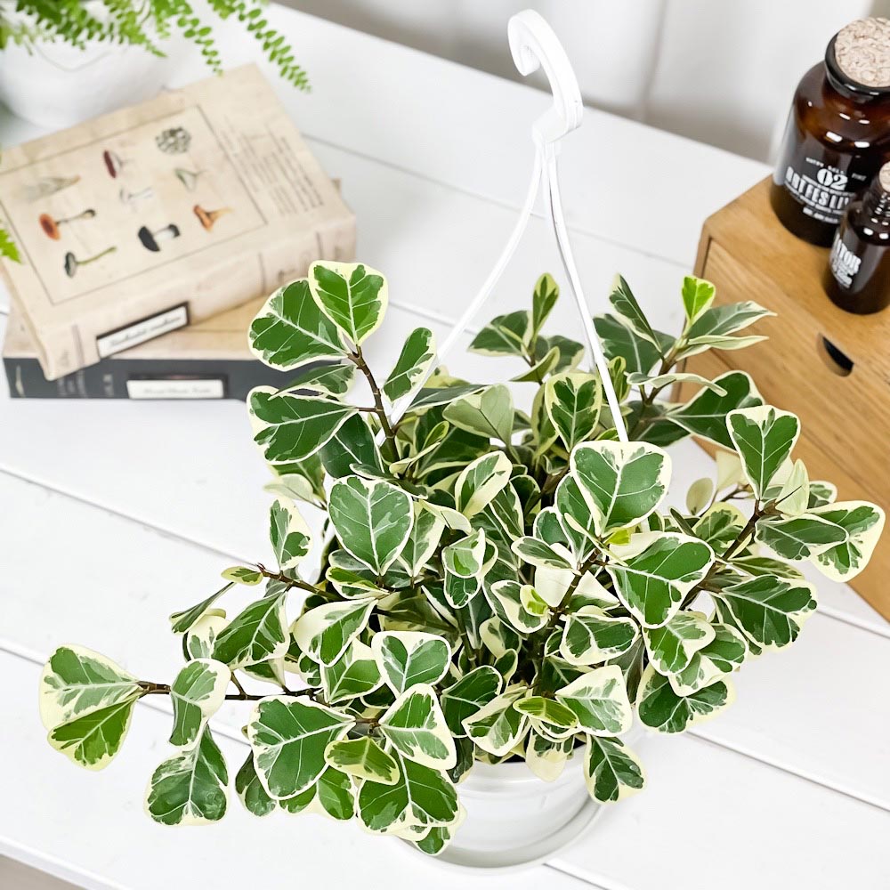 PLANCHU 観葉植物 フィカス スウィートハート 5号吊り鉢 育て方説明書付き PVP Ficus natalensis ‘Sweet Heart’ スイートハート ハートの木 ハートボダイジュ