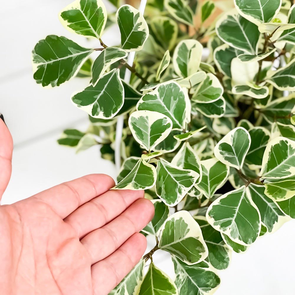 PLANCHU 観葉植物 フィカス スウィートハート 5号吊り鉢 育て方説明書付き PVP Ficus natalensis ‘Sweet Heart’ スイートハート ハートの木 ハートボダイジュ