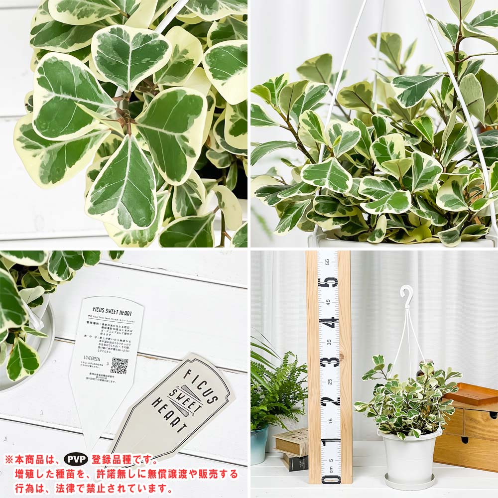 PLANCHU 観葉植物 フィカス スウィートハート 5号吊り鉢 育て方説明書付き PVP Ficus natalensis ‘Sweet Heart’ スイートハート ハートの木 ハートボダイジュ
