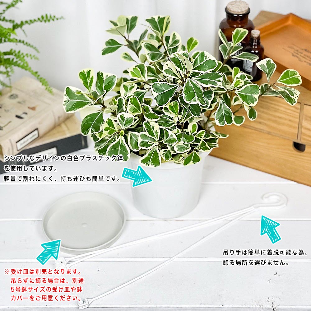 PLANCHU 観葉植物 フィカス スウィートハート 5号吊り鉢 育て方説明書付き PVP Ficus natalensis ‘Sweet Heart’ スイートハート ハートの木 ハートボダイジュ