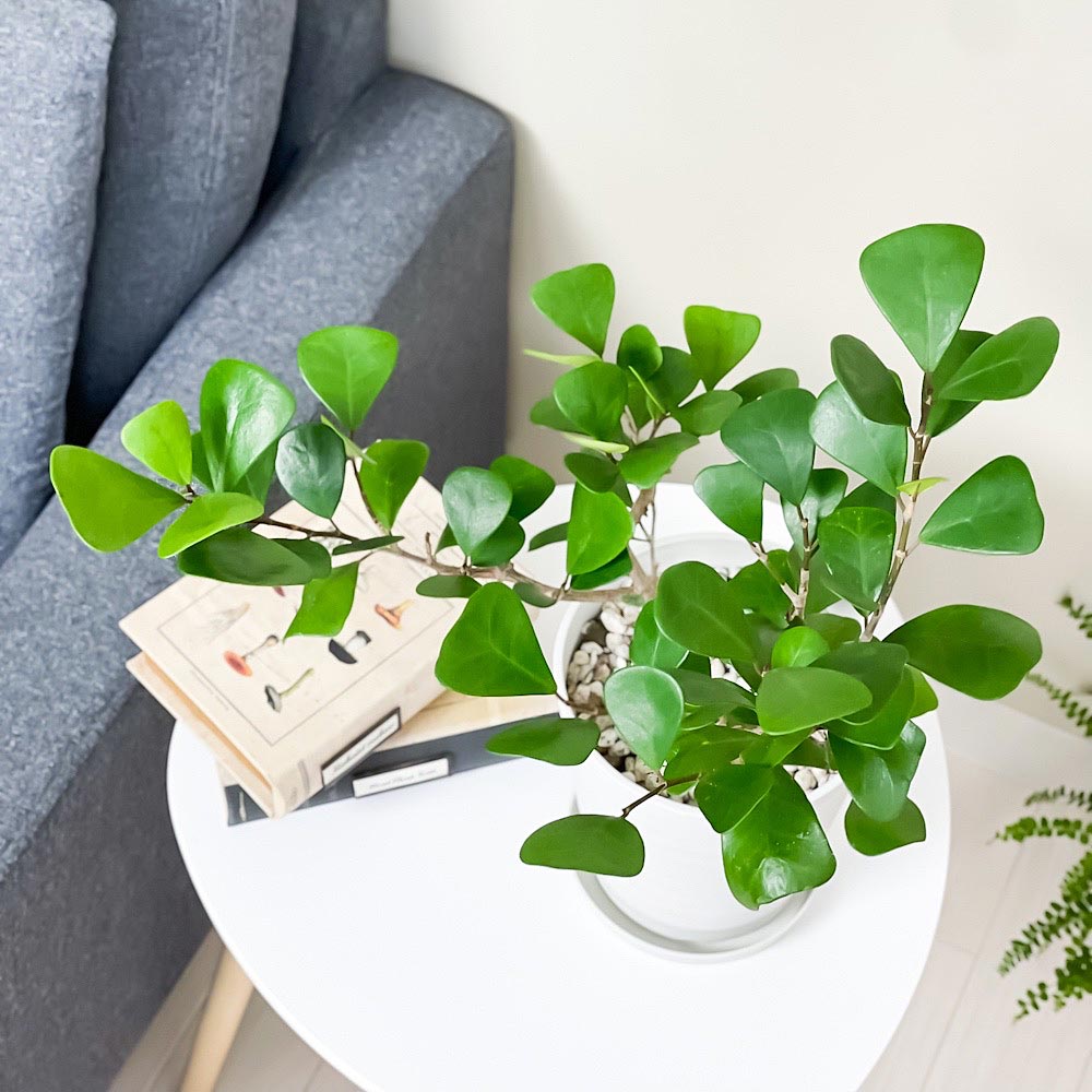 PLANCHU 観葉植物 フィカス トライアンギュラリス 5号鉢 受け皿付き 育て方説明書付き Ficus triangularis ハートの木 ハートボダイジュ ゴムノキ ゴムの木