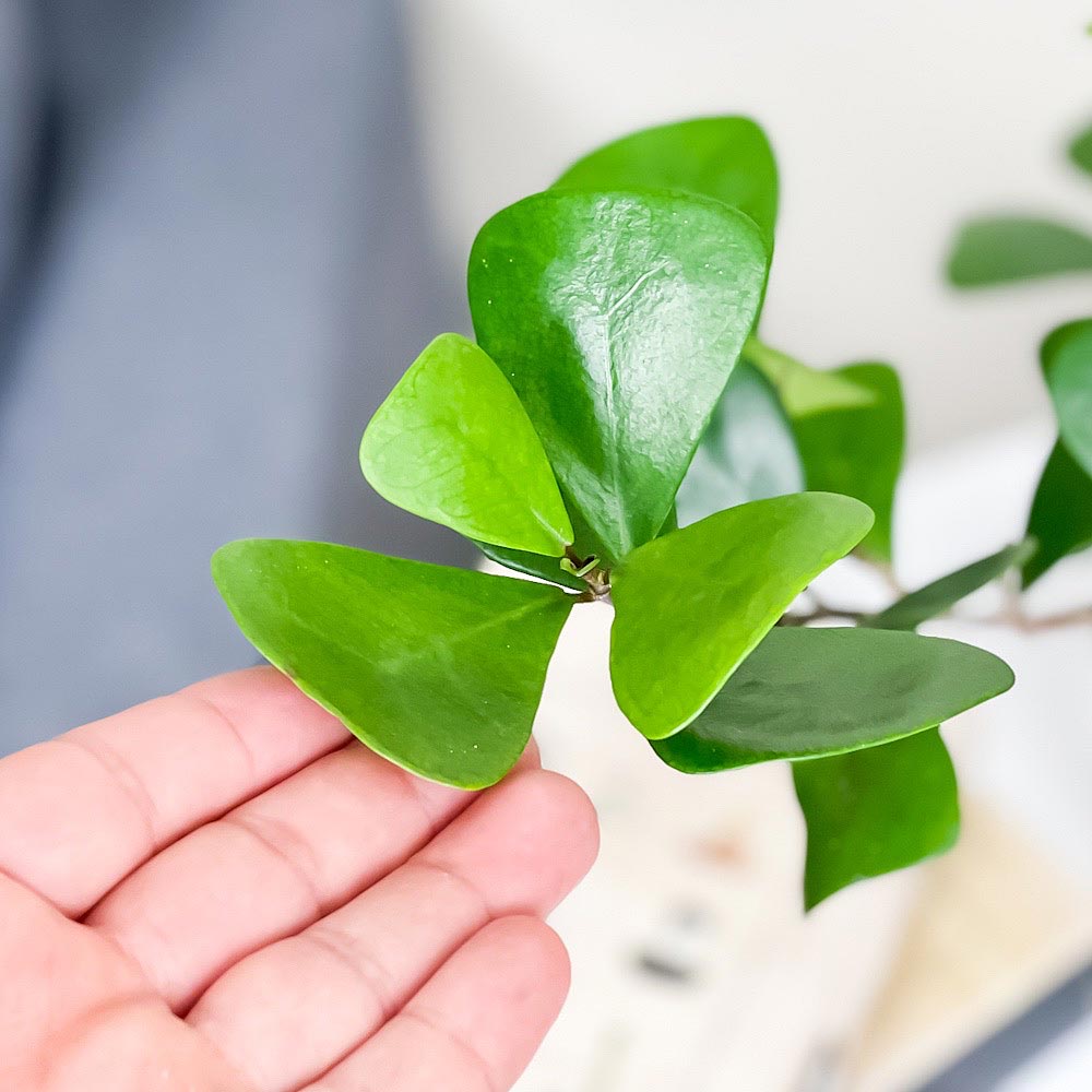 PLANCHU 観葉植物 フィカス トライアンギュラリス 5号鉢 受け皿付き 育て方説明書付き Ficus triangularis ハートの木 ハートボダイジュ ゴムノキ ゴムの木