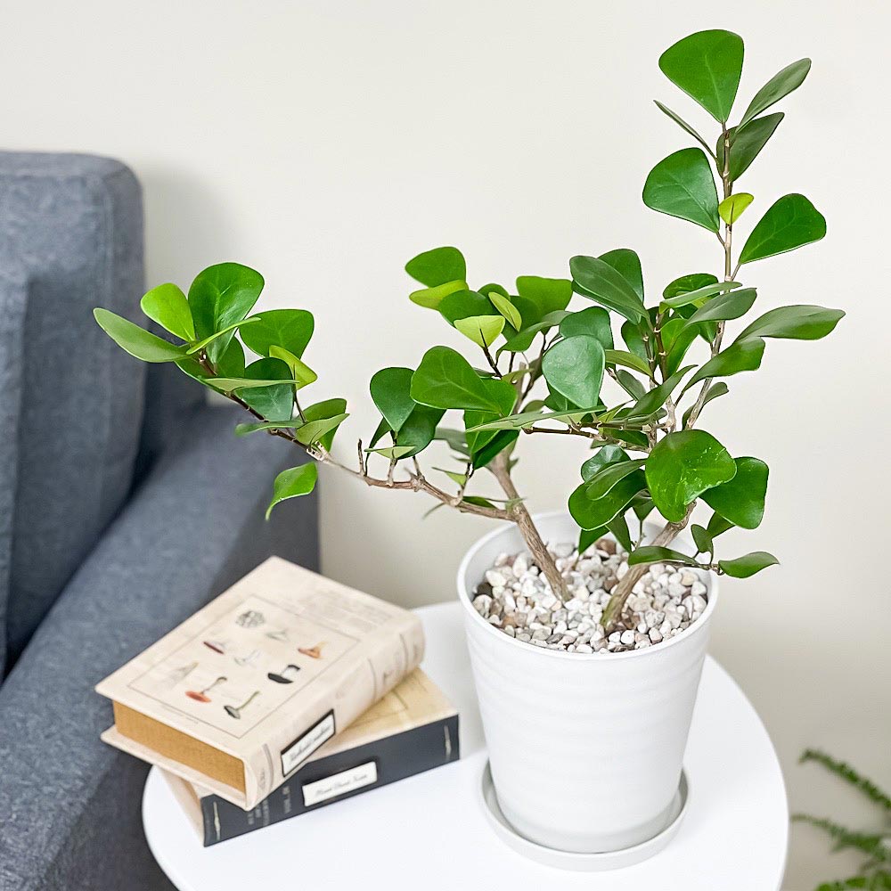 PLANCHU 観葉植物 フィカス トライアンギュラリス 5号鉢 受け皿付き 育て方説明書付き Ficus triangularis ハートの木 ハートボダイジュ ゴムノキ ゴムの木