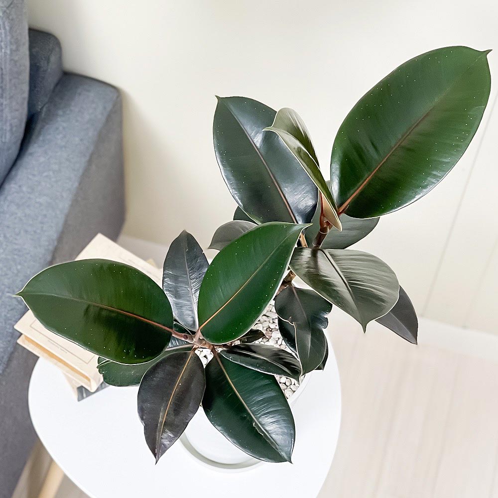 PLANCHU 観葉植物 フィカス バーガンディ 6号鉢 受け皿付き 育て方説明書付き Ficus elastica ‘Burgundy’ ゴムノキ ゴムの木 インドゴムノキ