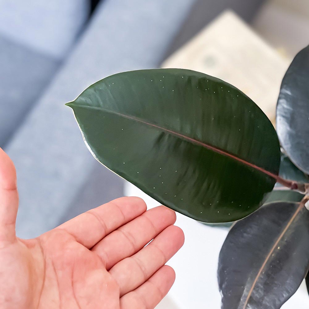 PLANCHU 観葉植物 フィカス バーガンディ 6号鉢 受け皿付き 育て方説明書付き Ficus elastica ‘Burgundy’ ゴムノキ ゴムの木 インドゴムノキ