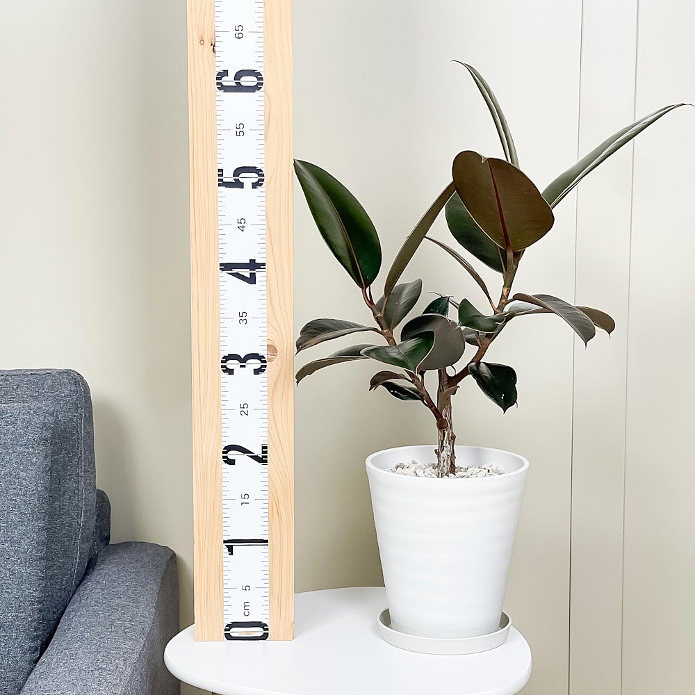 PLANCHU 観葉植物 フィカス バーガンディ 6号鉢 受け皿付き 育て方説明書付き Ficus elastica ‘Burgundy’ ゴムノキ ゴムの木 インドゴムノキ