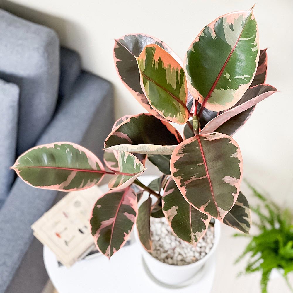 PLANCHU 観葉植物 フィカス ルビー 6号鉢 受け皿付き 育て方説明書付き Ficus elastica ‘Ruby’ ゴムノキ ゴムの木 インドゴムノキ
