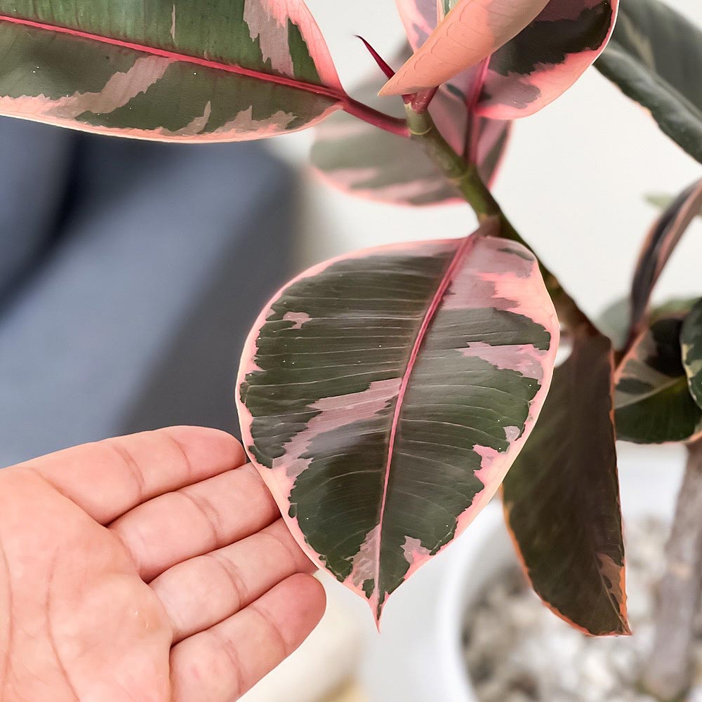 PLANCHU 観葉植物 フィカス ルビー 6号鉢 受け皿付き 育て方説明書付き Ficus elastica ‘Ruby’ ゴムノキ ゴムの木 インドゴムノキ