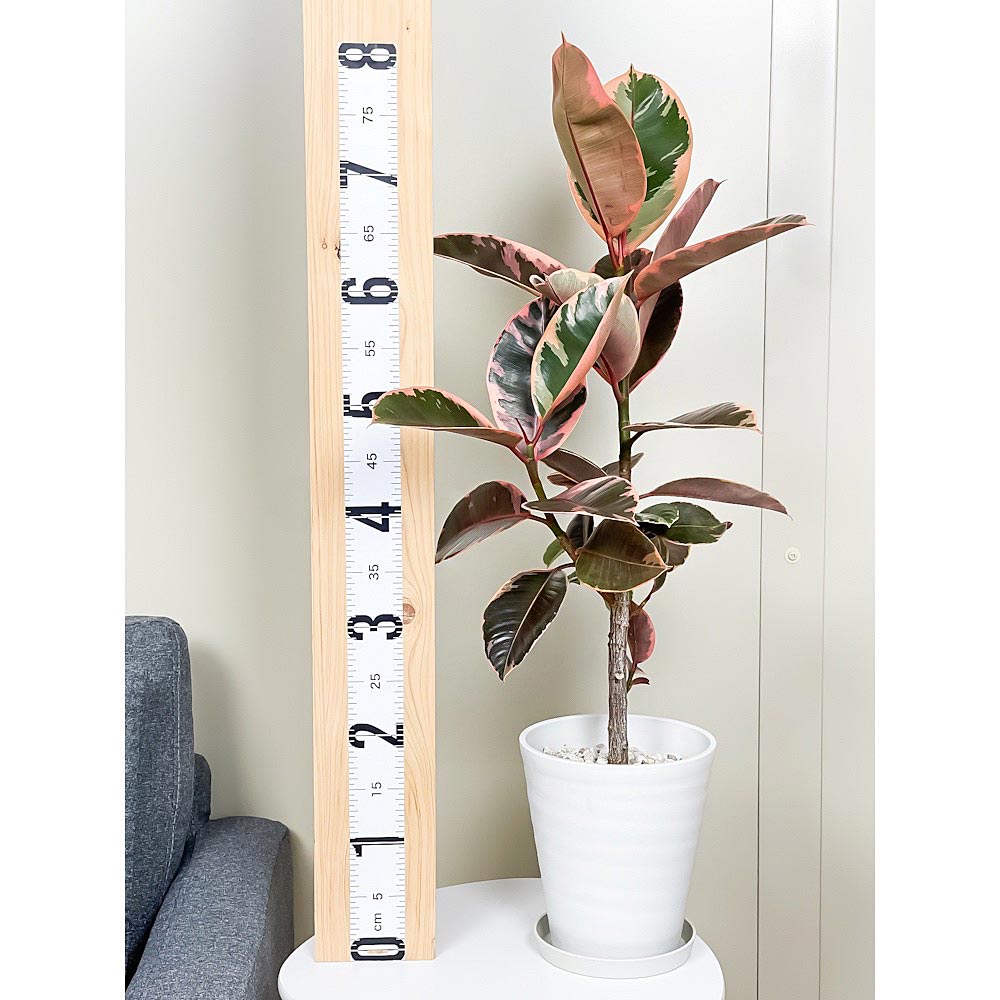 PLANCHU 観葉植物 フィカス ルビー 6号鉢 受け皿付き 育て方説明書付き Ficus elastica ‘Ruby’ ゴムノキ ゴムの木 インドゴムノキ