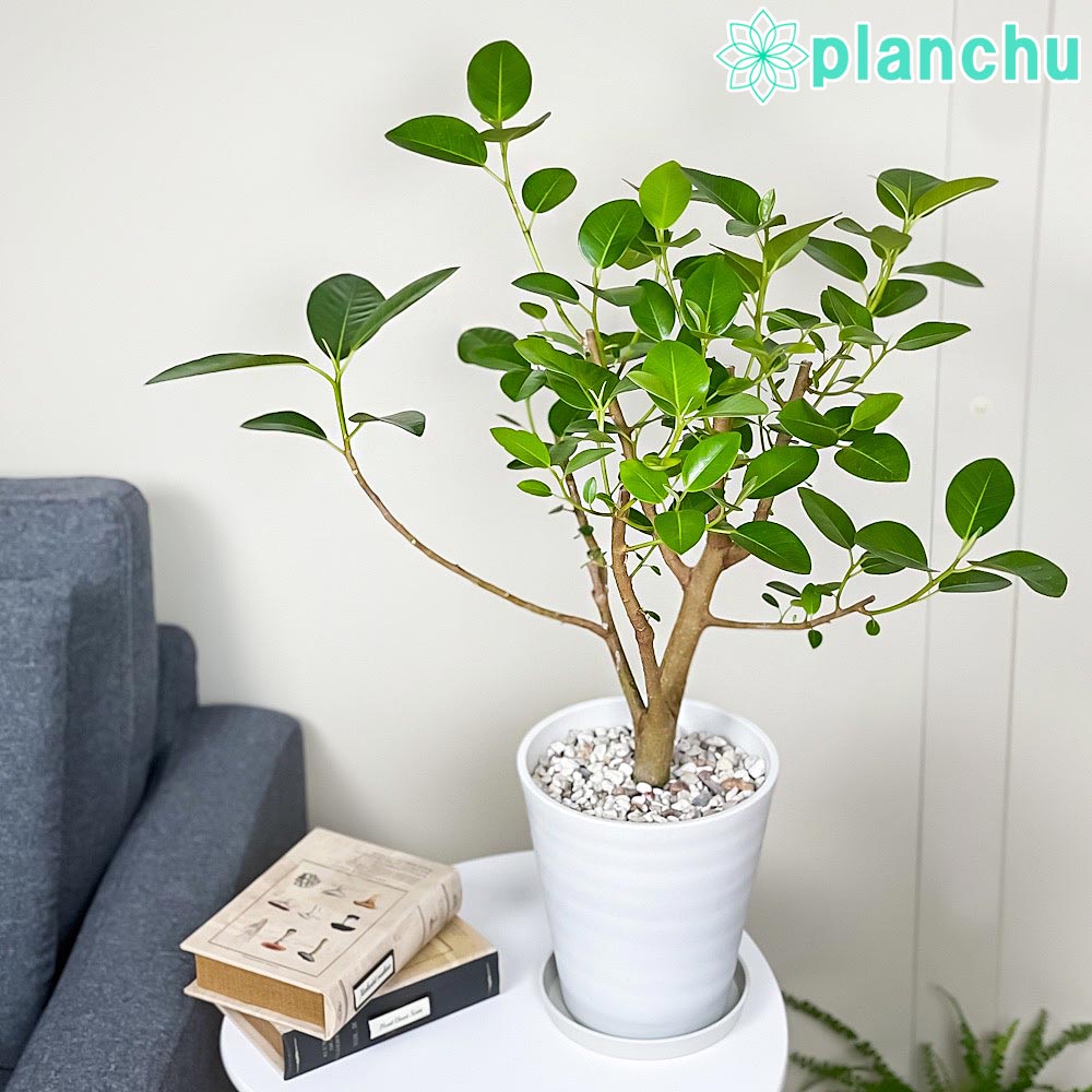 PLANCHU 観葉植物 フィカス ルビギノーサ 6号鉢 受け皿付き 育て方説明書付き Ficus rubiginosa フランスゴムノキ ゴムの木