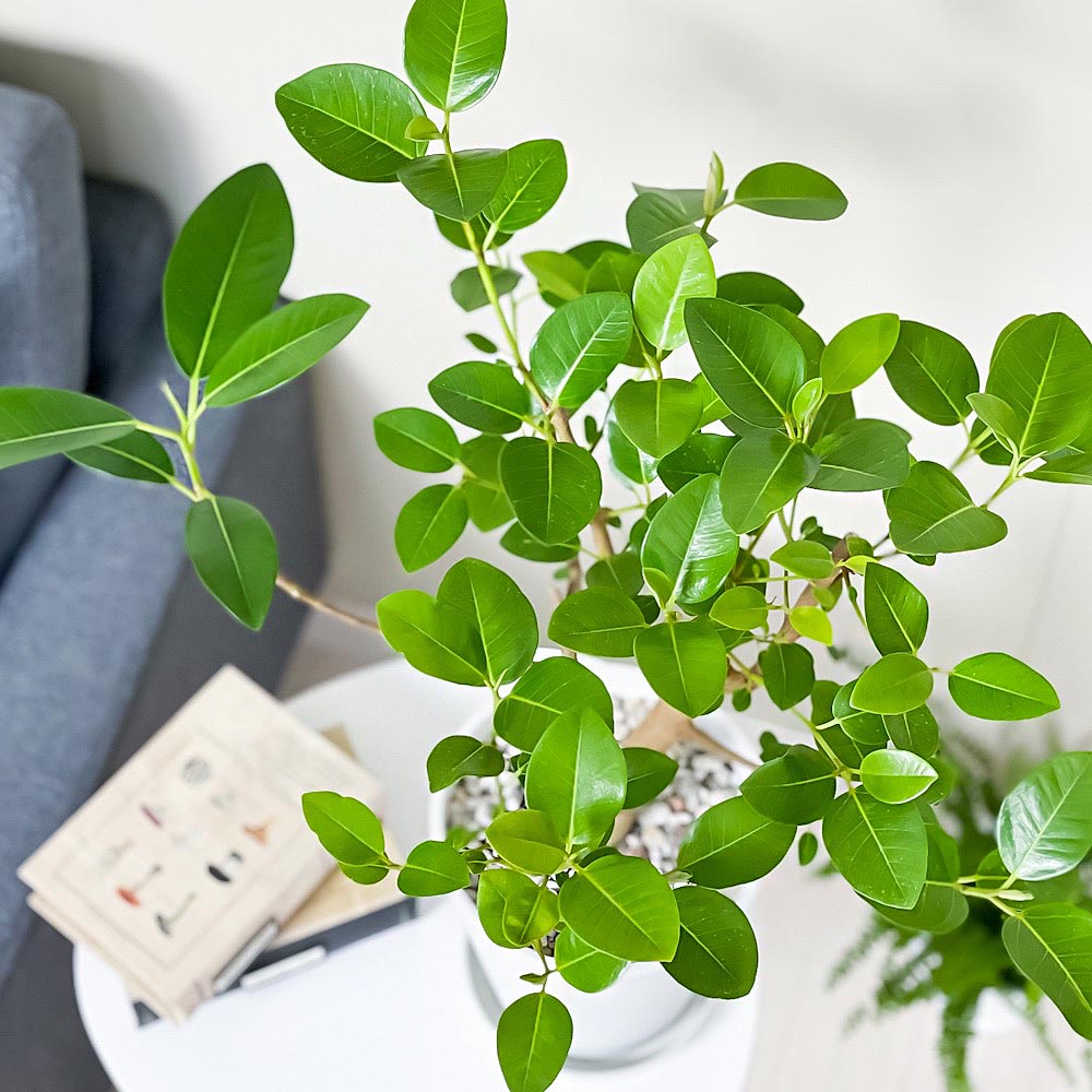 PLANCHU 観葉植物 フィカス ルビギノーサ 6号鉢 受け皿付き 育て方説明書付き Ficus rubiginosa フランスゴムノキ ゴムの木