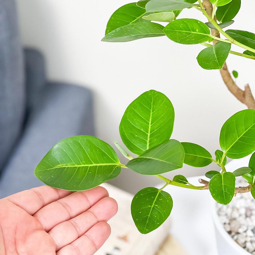 PLANCHU 観葉植物 フィカス ルビギノーサ 6号鉢 受け皿付き 育て方説明書付き Ficus rubiginosa フランスゴムノキ ゴムの木