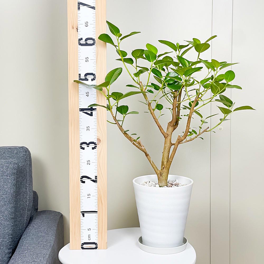 PLANCHU 観葉植物 フィカス ルビギノーサ 6号鉢 受け皿付き 育て方説明書付き Ficus rubiginosa フランスゴムノキ ゴムの木