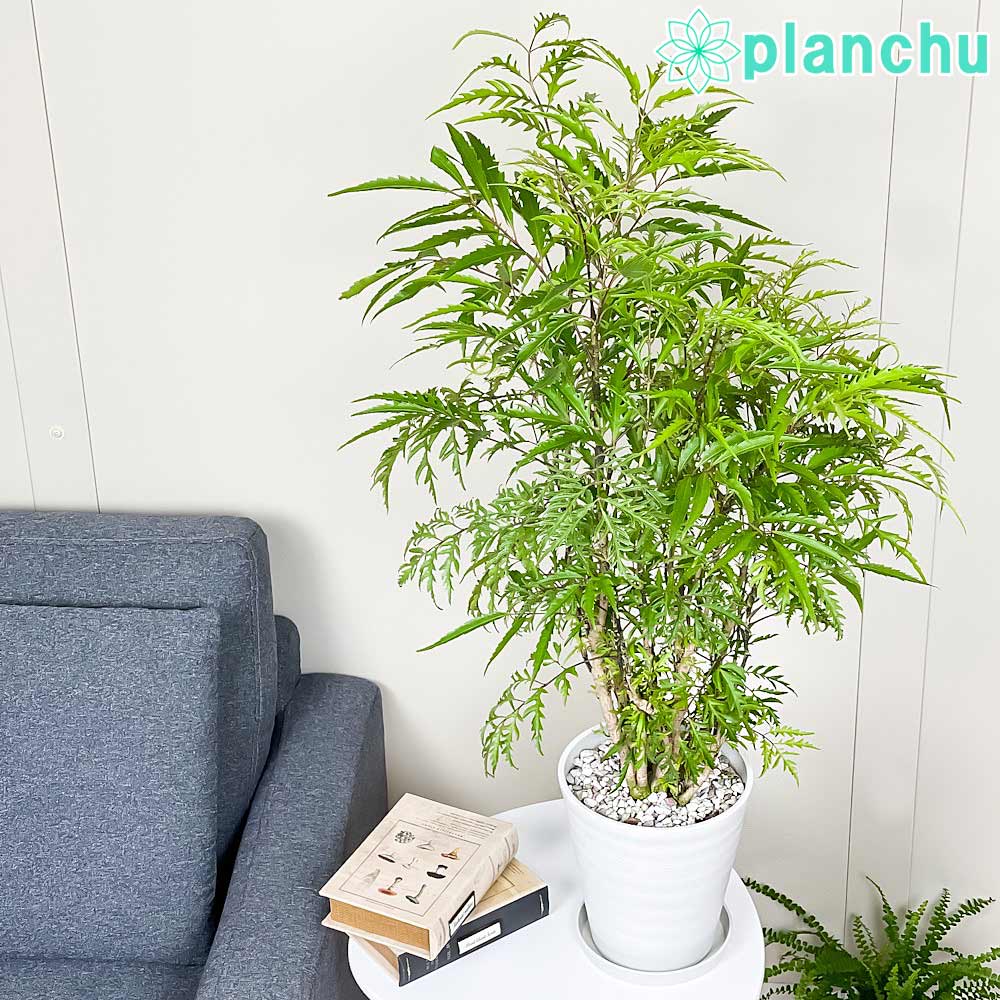PLANCHU 観葉植物 ポリシャス フィリシフォリア 6号鉢 受け皿付き 育て