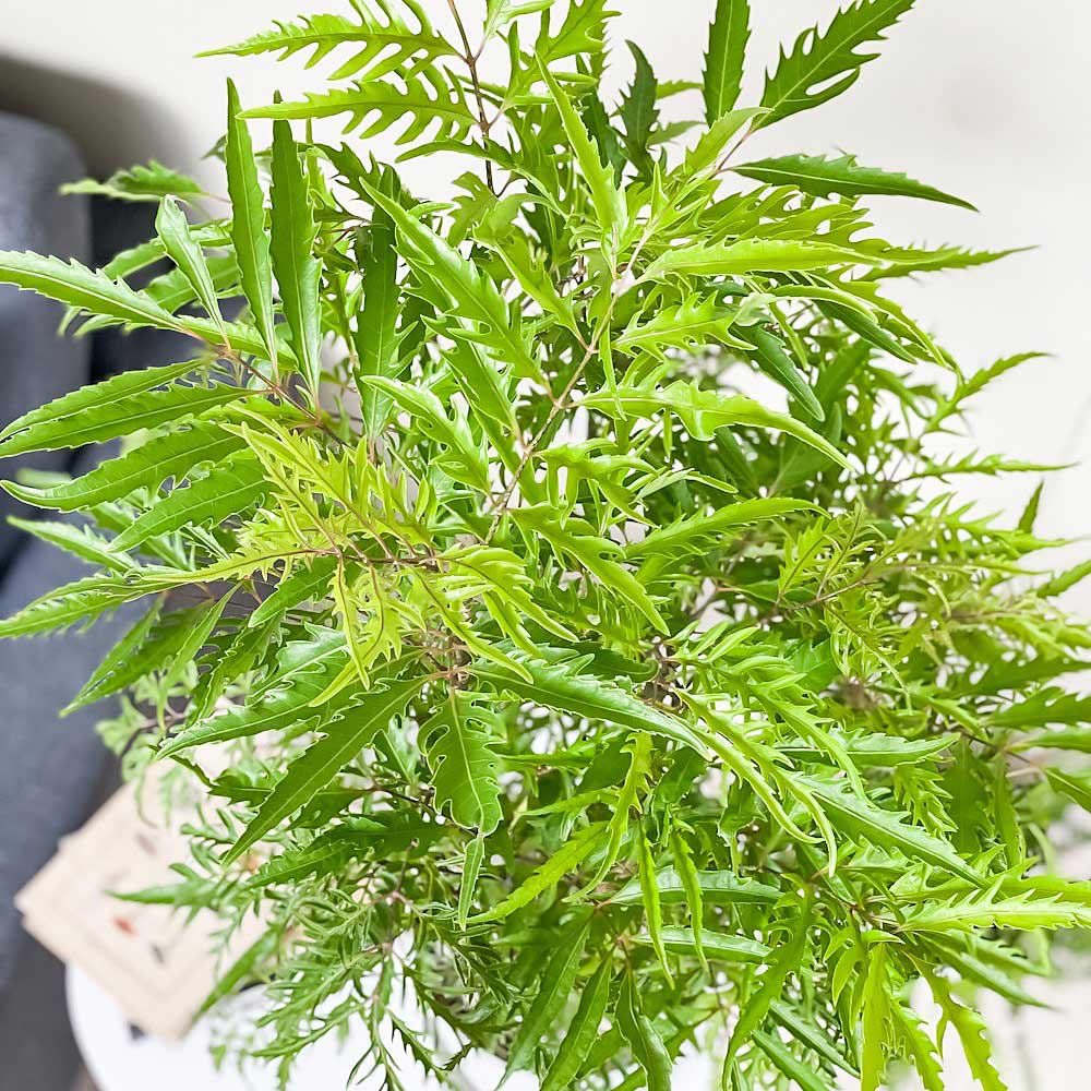 PLANCHU 観葉植物 ポリシャス フィリシフォリア 6号鉢 受け皿付き 育て方説明書付き Polyscias filicifolia