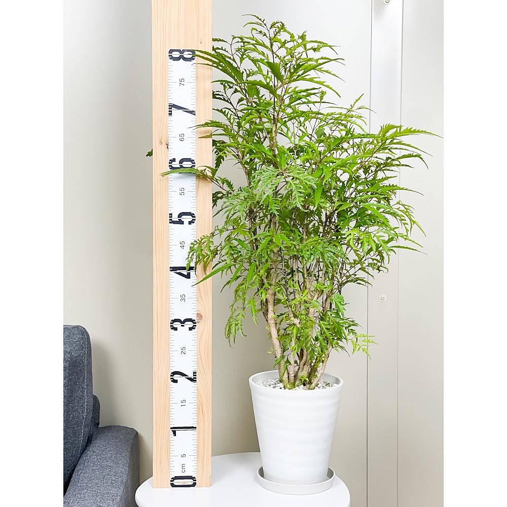 PLANCHU 観葉植物 ポリシャス フィリシフォリア 6号鉢 受け皿付き 育て方説明書付き Polyscias filicifolia
