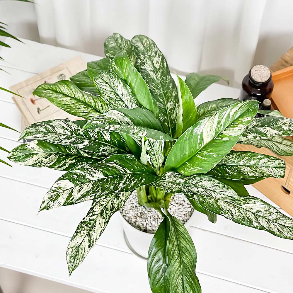 PLANCHU 観葉植物 スパティフィラム いせ姫 5号鉢 受け皿付き 育て方説明書付き PVP Spathiphyllum ‘Isehime’ 斑入り イセヒメ アロイド