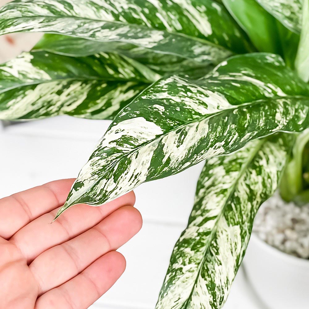 PLANCHU 観葉植物 スパティフィラム いせ姫 5号鉢 受け皿付き 育て方説明書付き PVP Spathiphyllum ‘Isehime’ 斑入り イセヒメ アロイド