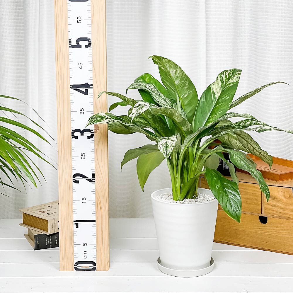 PLANCHU 観葉植物 スパティフィラム いせ姫 5号鉢 受け皿付き 育て方説明書付き PVP Spathiphyllum ‘Isehime’ 斑入り イセヒメ アロイド