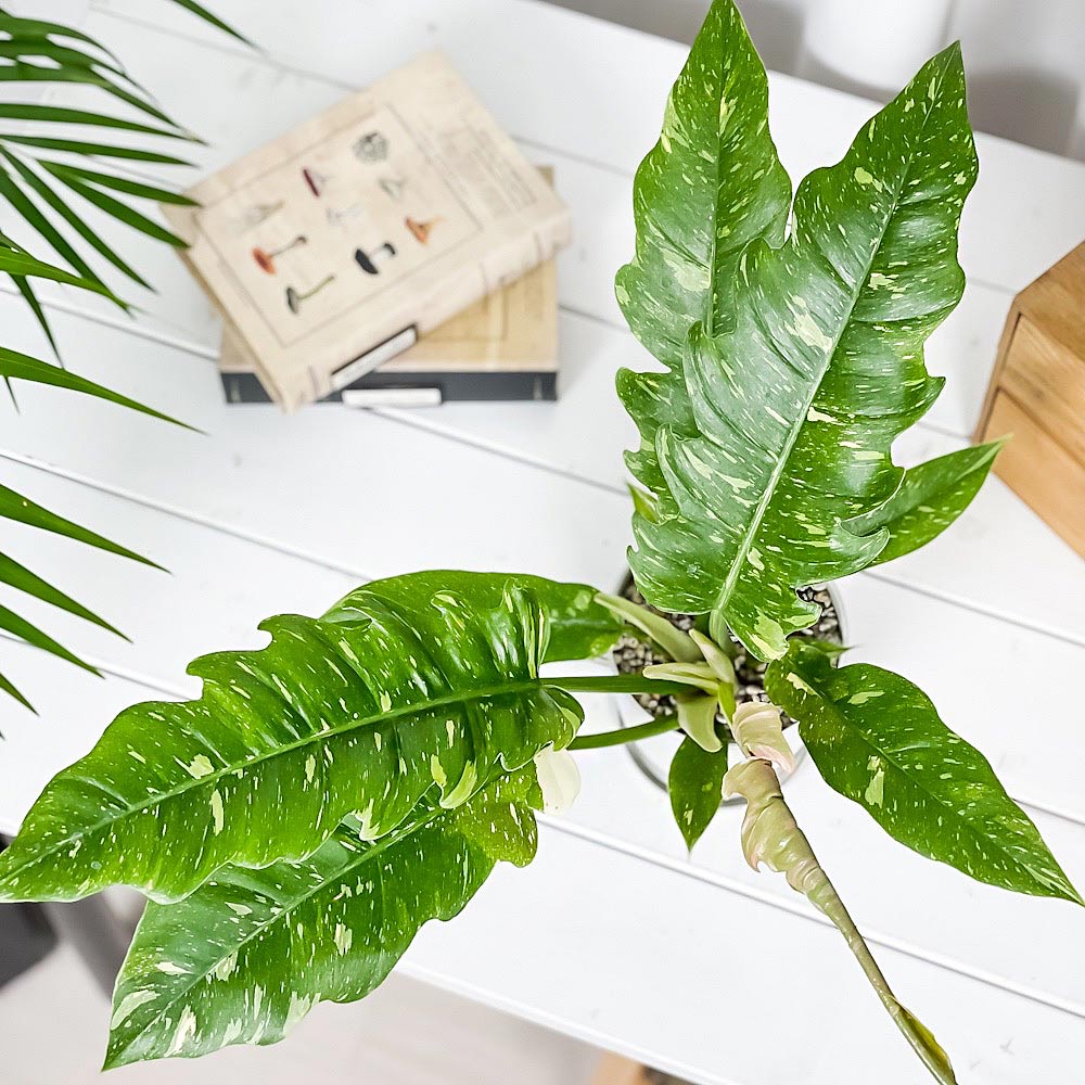 PLANCHU 観葉植物 フィロデンドロン リングオブファイア 4号鉢 受け皿付き 育て方説明書付き Philodendron ‘Ring Of Fire’ リングオブファイヤー アロイド 斑入り