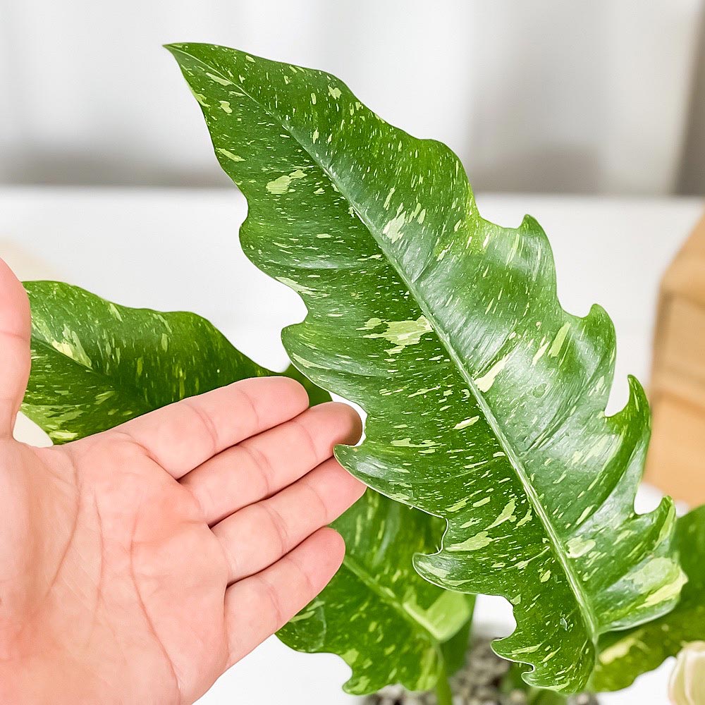 PLANCHU 観葉植物 フィロデンドロン リングオブファイア 4号鉢 受け皿付き 育て方説明書付き Philodendron ‘Ring Of Fire’ リングオブファイヤー アロイド 斑入り