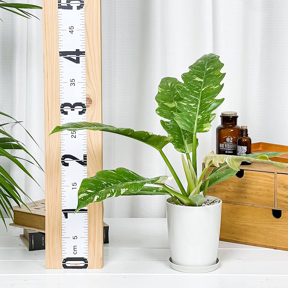 PLANCHU 観葉植物 フィロデンドロン リングオブファイア 4号鉢 受け皿付き 育て方説明書付き Philodendron ‘Ring Of Fire’ リングオブファイヤー アロイド 斑入り