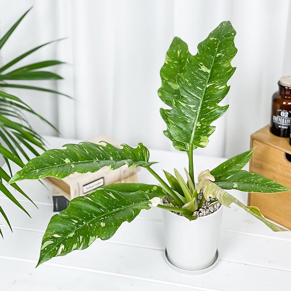 PLANCHU 観葉植物 フィロデンドロン リングオブファイア 4号鉢 受け皿付き 育て方説明書付き Philodendron ‘Ring Of Fire’ リングオブファイヤー アロイド 斑入り