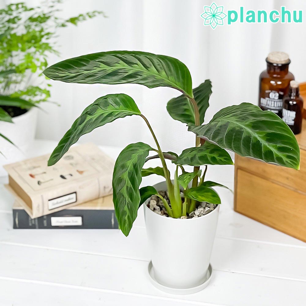 PLANCHU 観葉植物 カラテア ワルセウィッチー 4号鉢 受け皿付き 育て方説明書付き Calathea warscewiczii