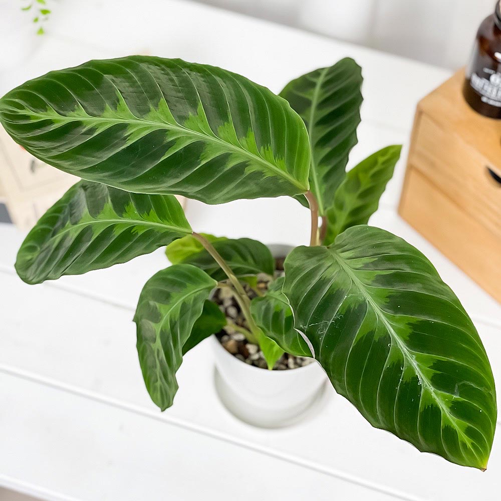 PLANCHU 観葉植物 カラテア ワルセウィッチー 4号鉢 受け皿付き 育て方説明書付き Calathea warscewiczii