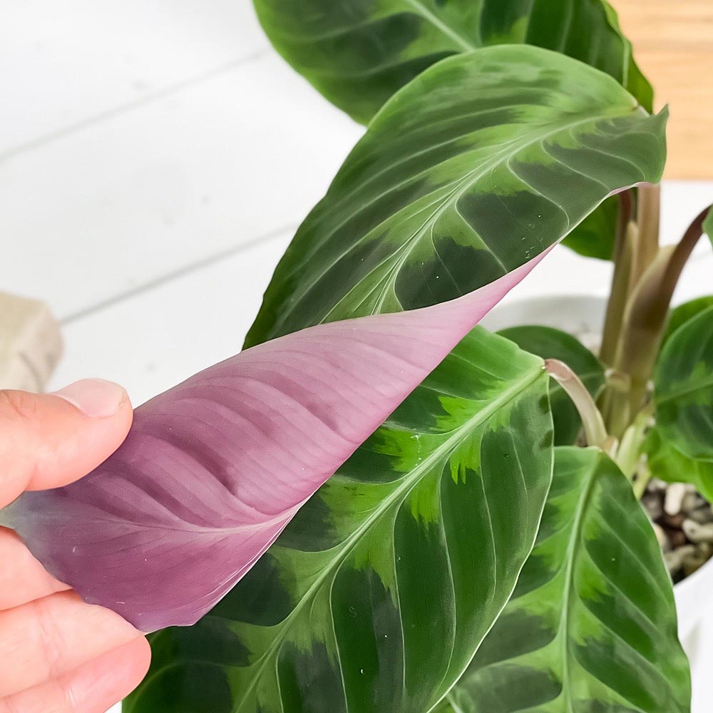 PLANCHU 観葉植物 カラテア ワルセウィッチー 4号鉢 受け皿付き 育て方説明書付き Calathea warscewiczii