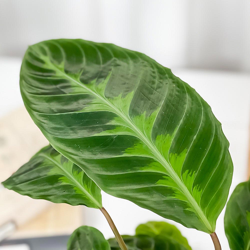 PLANCHU 観葉植物 カラテア ワルセウィッチー 4号鉢 受け皿付き 育て方説明書付き Calathea warscewiczii