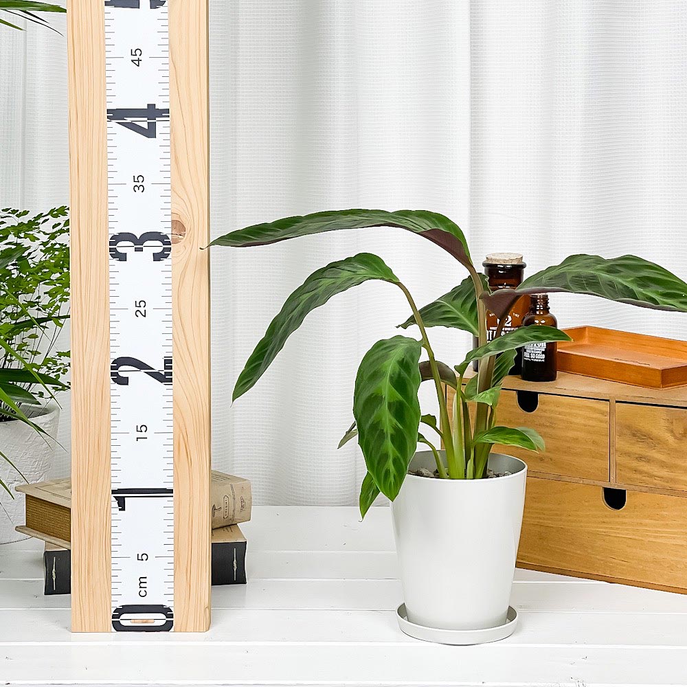 PLANCHU 観葉植物 カラテア ワルセウィッチー 4号鉢 受け皿付き 育て方説明書付き Calathea warscewiczii