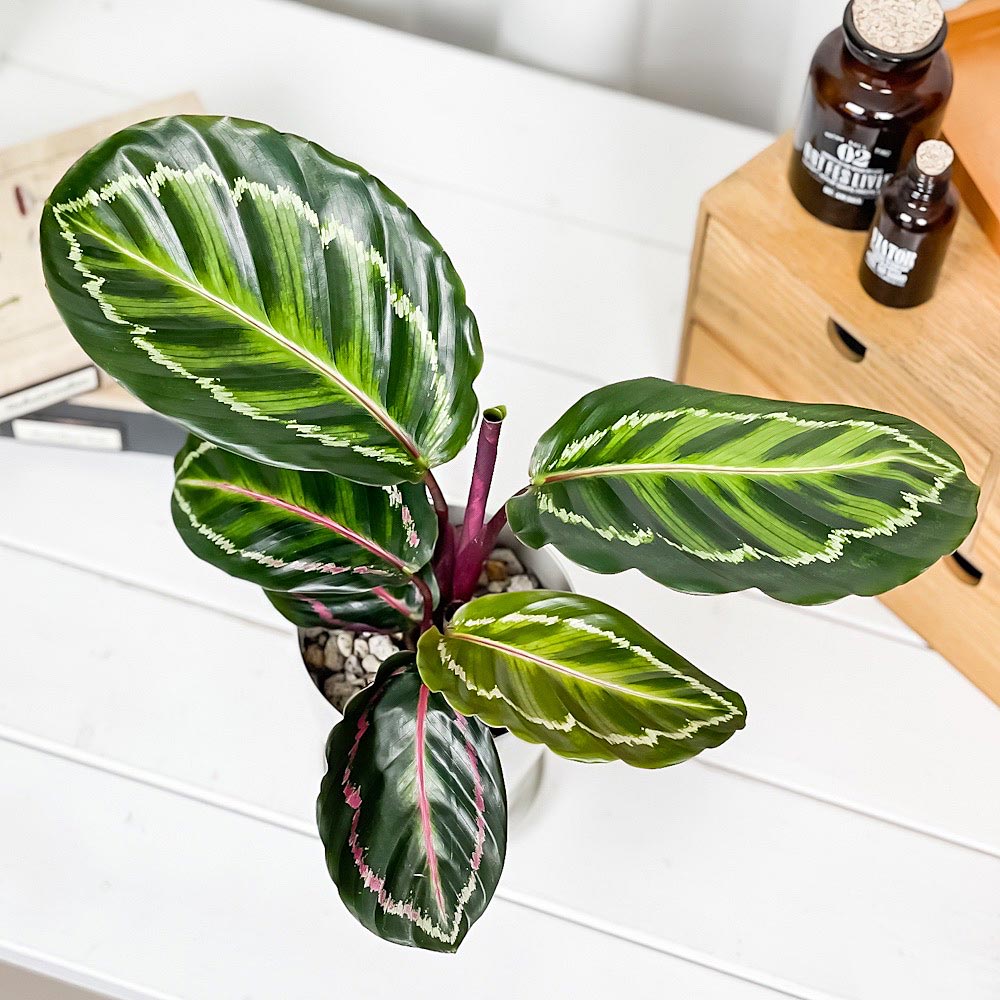 PLANCHU 観葉植物 カラテア ロゼオピクタ 4号鉢 受け皿付き 育て方説明書付き Calathea roseopicta