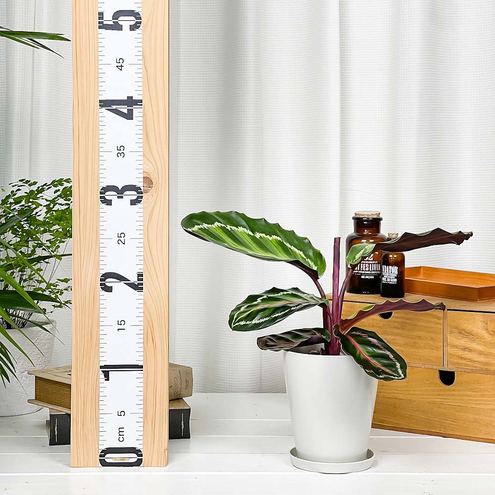 PLANCHU 観葉植物 カラテア ロゼオピクタ 4号鉢 受け皿付き 育て方説明書付き Calathea roseopicta