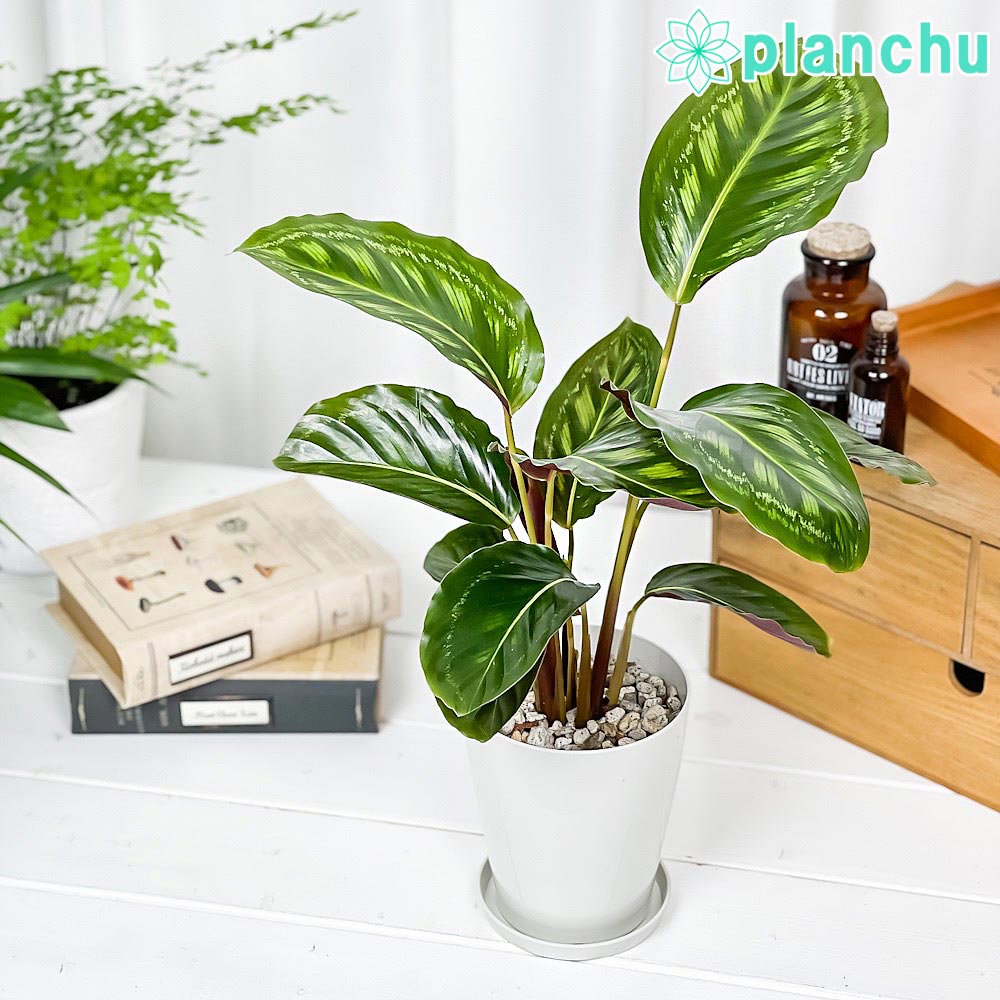PLANCHU 観葉植物 カラテア フレームスター 4号鉢 受け皿付き 育て方説明書付き Calathea ‘Frame Star’
