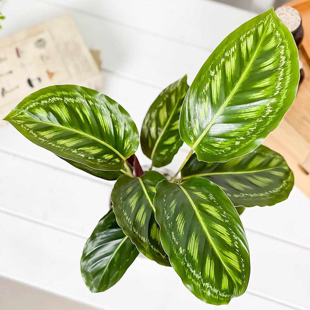 PLANCHU 観葉植物 カラテア フレームスター 4号鉢 受け皿付き 育て方説明書付き Calathea ‘Frame Star’