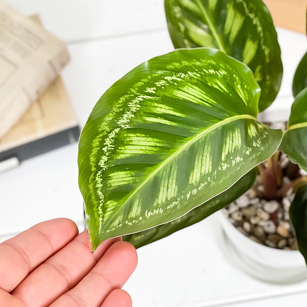 PLANCHU 観葉植物 カラテア フレームスター 4号鉢 受け皿付き 育て方説明書付き Calathea ‘Frame Star’