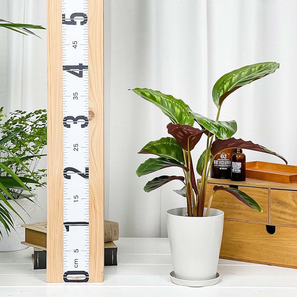 PLANCHU 観葉植物 カラテア フレームスター 4号鉢 受け皿付き 育て方説明書付き Calathea ‘Frame Star’