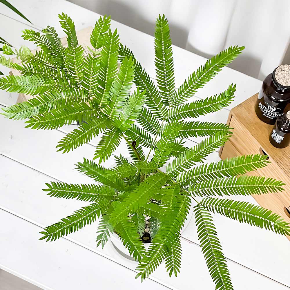 PLANCHU 観葉植物 エバーフレッシュ 5号樹脂鉢 ホワイト サスティー付き 受け皿付き 育て方説明書付き Cojoba arborea var. angustifolia ネムノキ