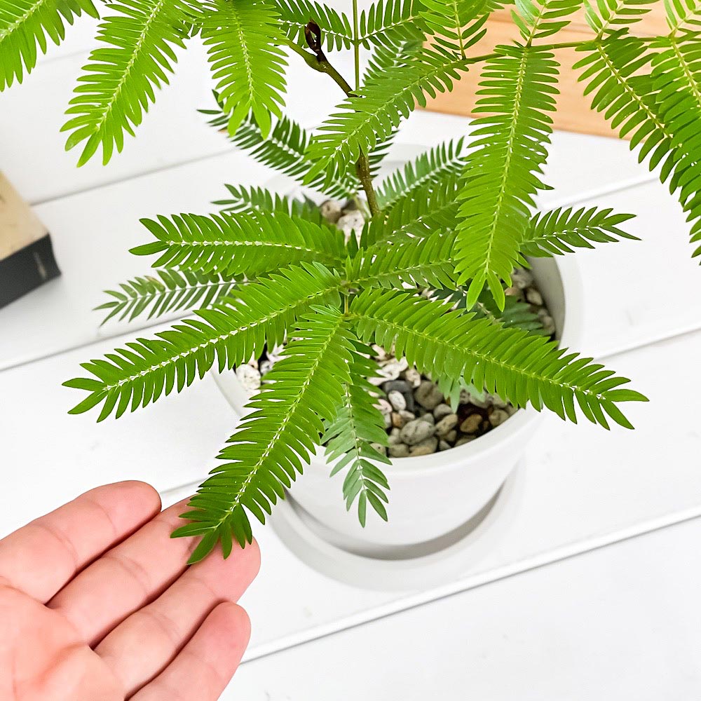 PLANCHU 観葉植物 エバーフレッシュ 5号樹脂鉢 ホワイト サスティー付き 受け皿付き 育て方説明書付き Cojoba arborea var. angustifolia ネムノキ