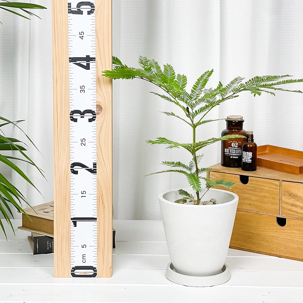 PLANCHU 観葉植物 エバーフレッシュ 5号樹脂鉢 ホワイト サスティー付き 受け皿付き 育て方説明書付き Cojoba arborea var. angustifolia ネムノキ