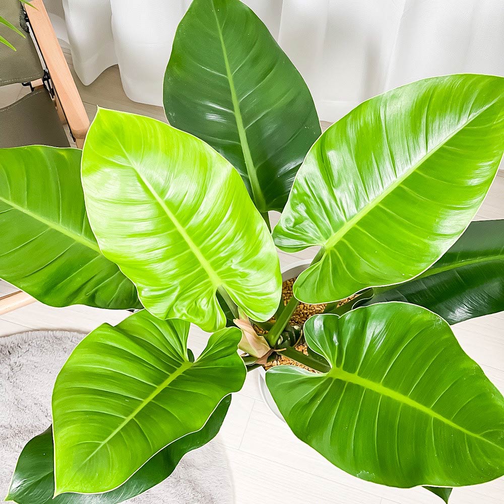 PLANCHU 観葉植物 フィロデンドロン インペリアルグリーン 8号鉢 受け皿付き 育て方説明書付き Philodendron ‘Imperial Green’ アロイド 大鉢 充実株
