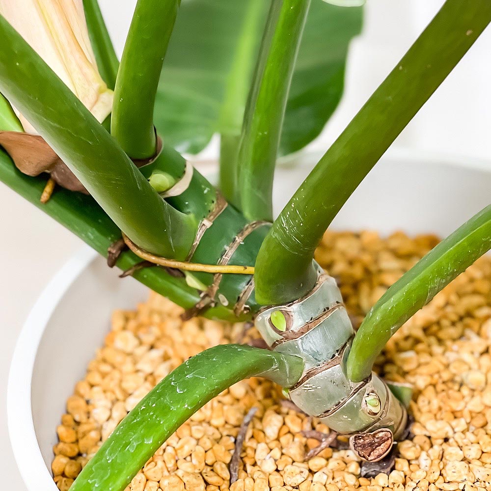 PLANCHU 観葉植物 フィロデンドロン インペリアルグリーン 8号鉢 受け皿付き 育て方説明書付き Philodendron ‘Imperial Green’ アロイド 大鉢 充実株