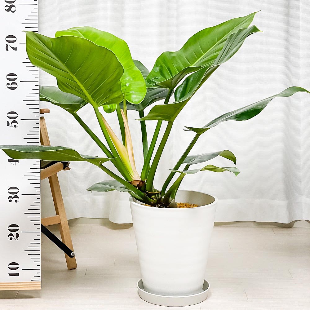 PLANCHU 観葉植物 フィロデンドロン インペリアルグリーン 8号鉢 受け皿付き 育て方説明書付き Philodendron ‘Imperial Green’ アロイド 大鉢 充実株